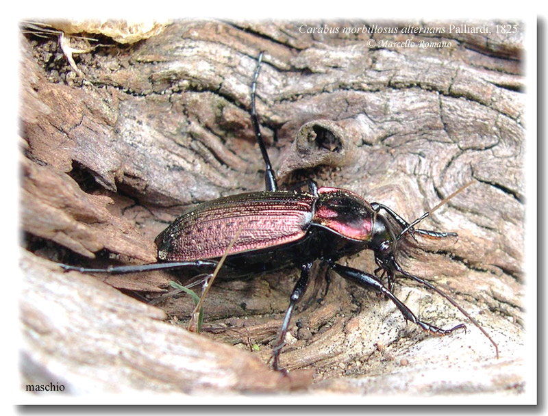 In Sicilia ancora tempo da lupi... e da Carabus morbillosus